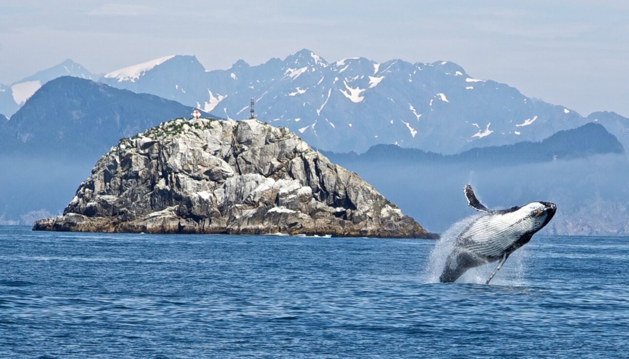 Noorwegen walvissen Lofoten Vesteralen Zeilreis