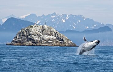 Noorwegen walvissen Lofoten Vesteralen Zeilreis