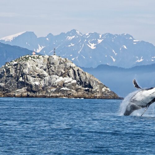 humpback whale